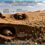 LAS TORTUGAS EN EL DESIERTO DE SAHARA